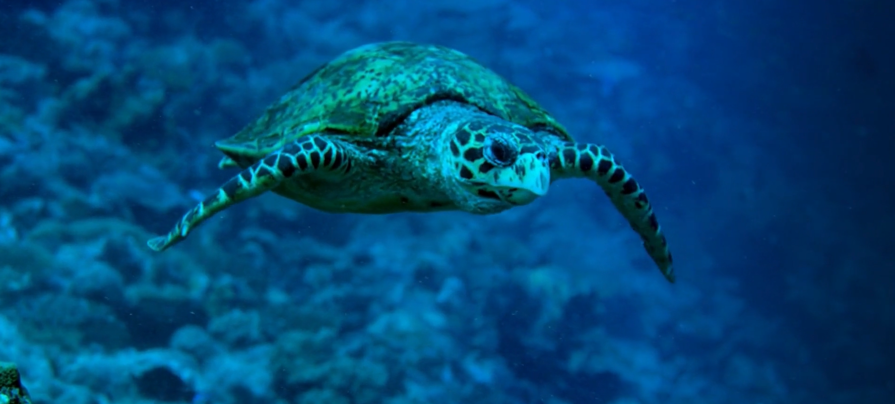 Ocean with turtle sustainability